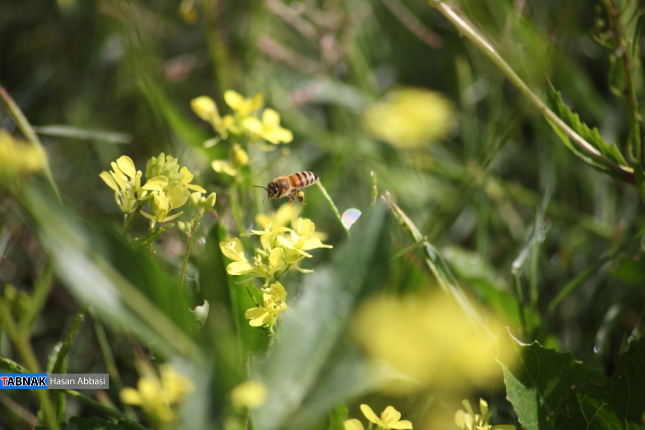 تنگ خلیل تنگ خلیل