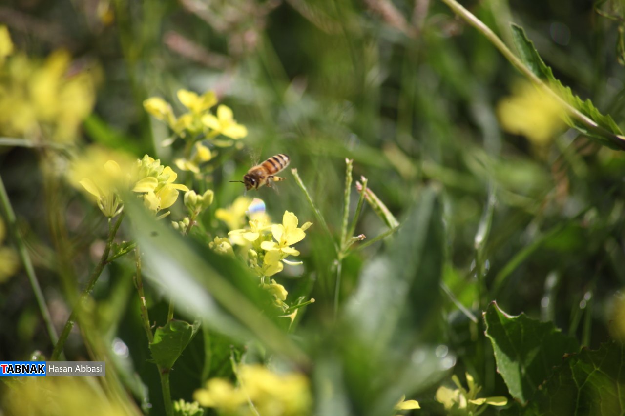 تنگ خلیل تنگ خلیل