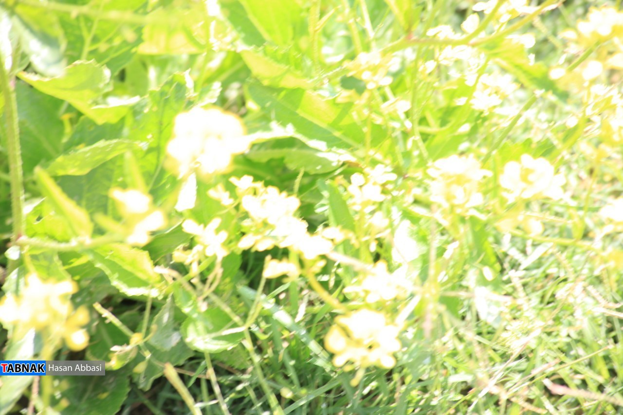 تنگ خلیل تنگ خلیل