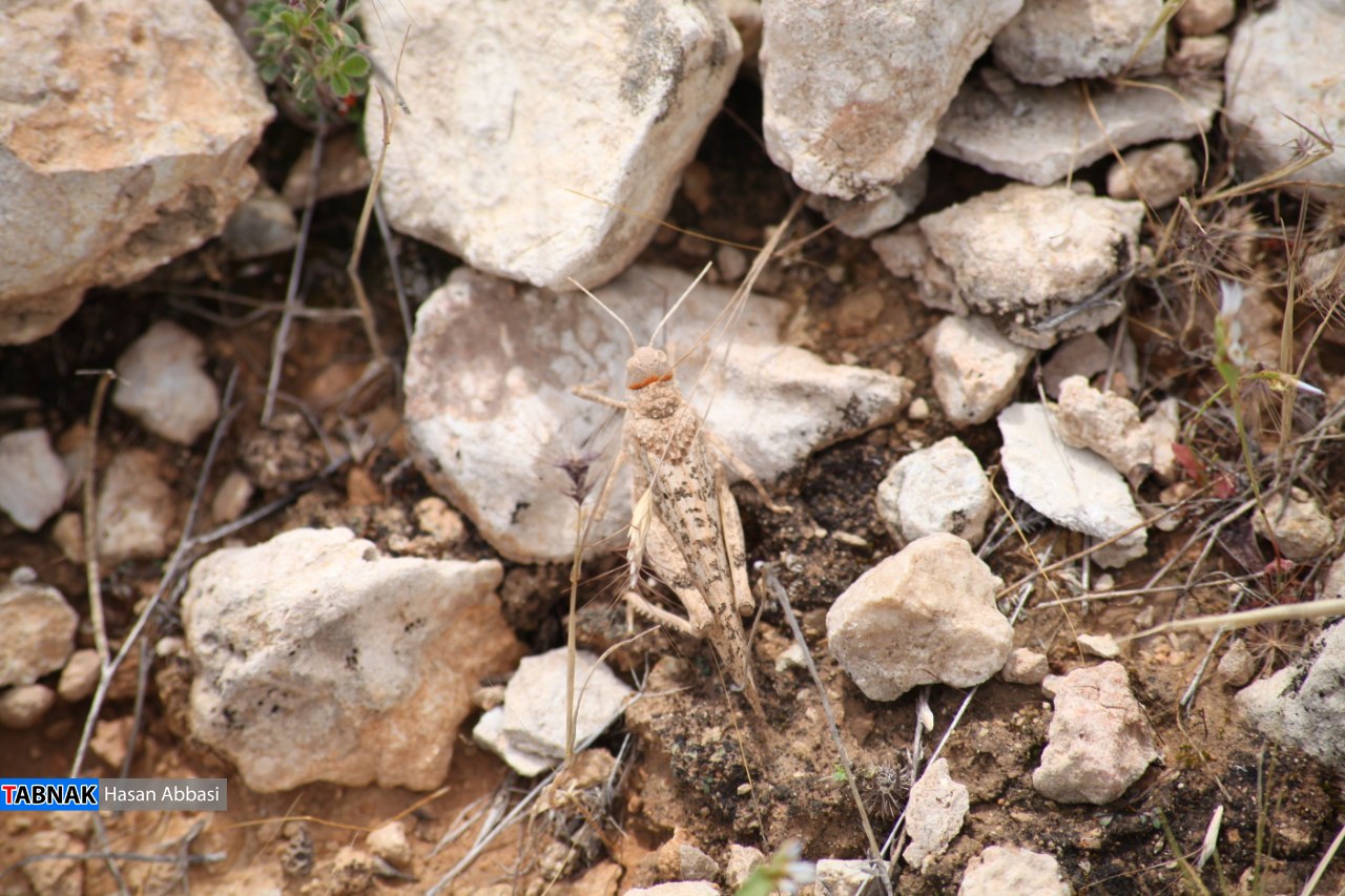 دره شاهی دره شاهی