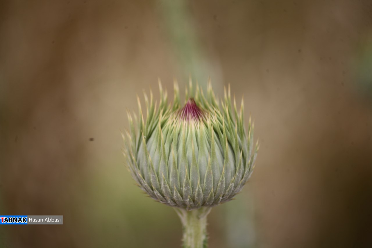 دره شاهی دره شاهی