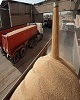 خریــد تضمینی بیش از ۷ هزار تن گندم از کشاورزان لرستان