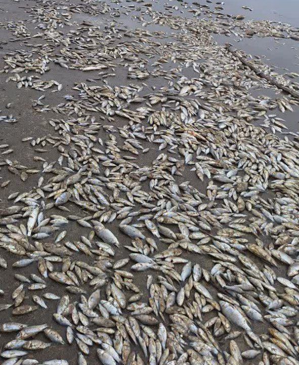 علت اصلی مرگ و میر ماهی&zwnj;ها در رودخانه درویش&zwnj;آباد محمود آباد