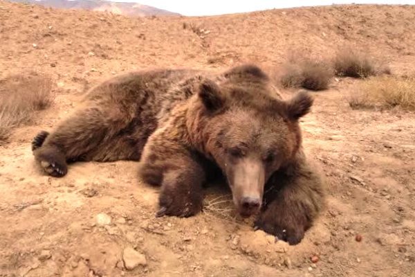 جاده&zwnj;های اطراف شاهوار مسیر مرگ خرس قهوه&zwnj;ای؛ تلفات خرس قهوه&zwnj;ای در اطراف کوه&zwnj;های شاهوار اتفاق تلخ تکراری است