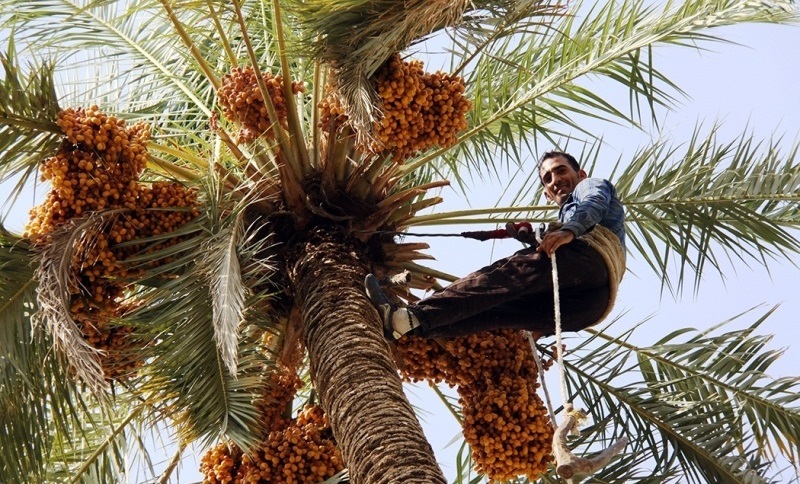 آغاز کشت تجاری خرمای مجول در بزرگترین مجتمع کشت بافت جنوب کشور