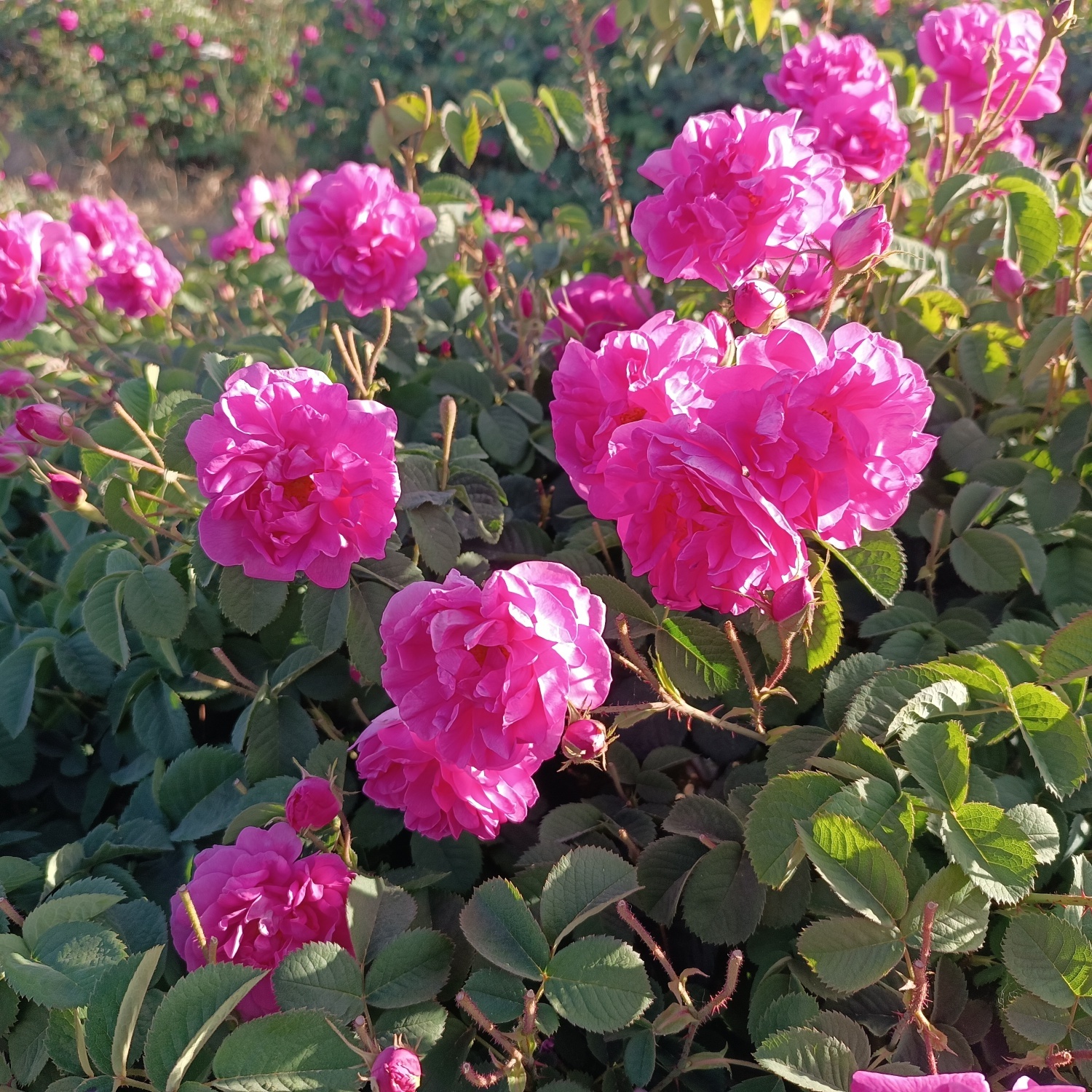 خنکترین منطقه کرمان با شهرت جهانی در عطر و طعم گلاب/لالهزار نامزد شایسته خنکترین منطقه کرمان با شهرت جهانی در عطر و طعم گلاب/لالهزار نامزد شایسته