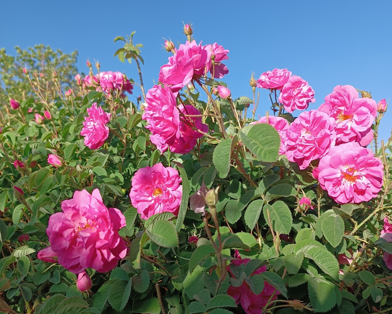 خنکترین منطقه کرمان با شهرت جهانی در عطر و طعم گلاب/لالهزار نامزد شایسته خنکترین منطقه کرمان با شهرت جهانی در عطر و طعم گلاب/لالهزار نامزد شایسته