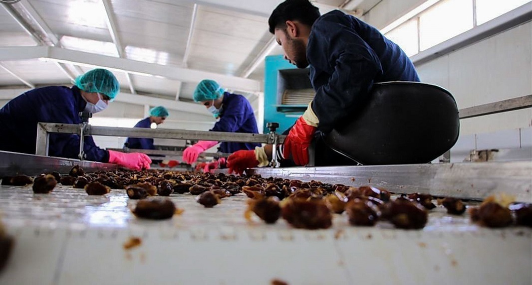 خرما از جنوب، برند از شمالغرب؛ چرا آذربایجان‌شرقی رتبه اول فرآوری خرما را دارد؟