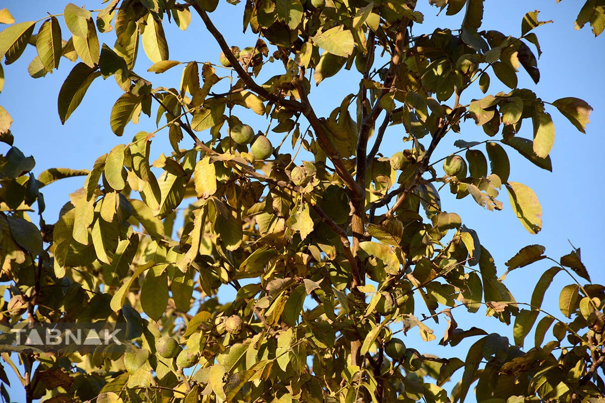 برداشت گردو اصلاح شده با دستگاه مکانیزه برداشت گردو اصلاح شده با دستگاه مکانیزه