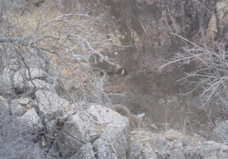 پلنگ ایرانی در باغ شادی خاتم برای نخستین بار مشاهده شد پلنگ ایرانی در باغ شادی خاتم برای نخستین بار مشاهده شد