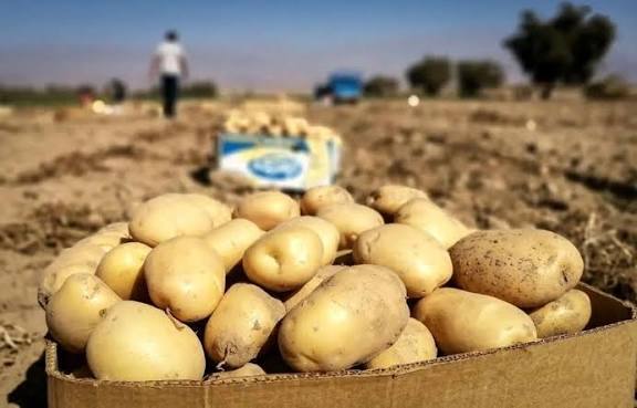 برداشت بیش از ۲۴۶ هزار تن سیب‌زمینی در لرستان
